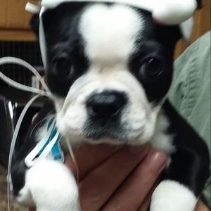 Meet your Posher, Rose